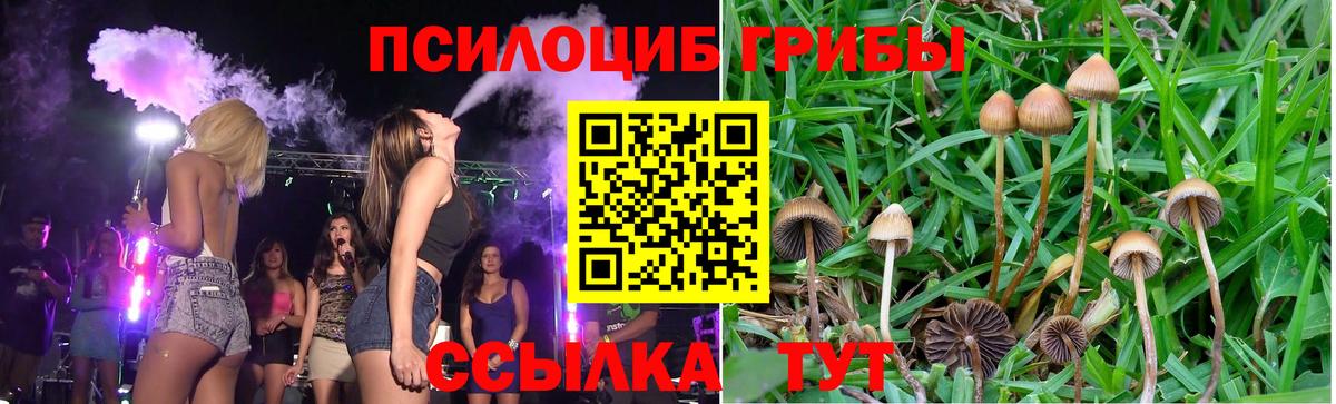 Псилоцибиновые грибы Psilocybe  Вход с VPN  Семёнов 